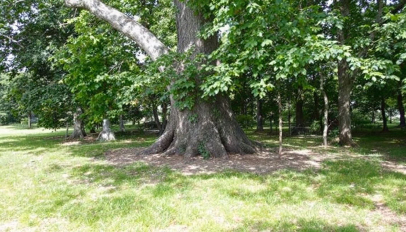 Comment choisir sa cabane dans les arbres pour un séjour unique